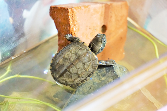 レンガ処分方法6個と費用 耐火レンガや再利用は Trustcorp