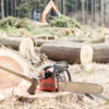 杉の木の伐採方法と伐採費用！時期・補助金・なぜ切らない？