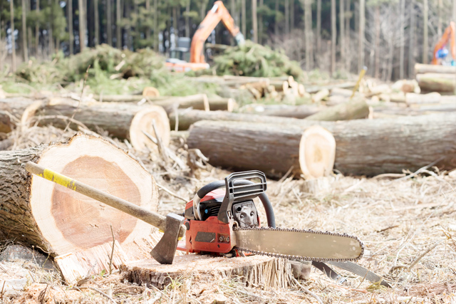 杉の木の伐採方法と伐採費用！時期・補助金・なぜ切らない？