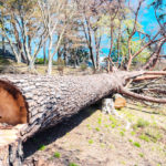 松の木の伐採方法と費用！処分・時期・切る縁起とお祓い
