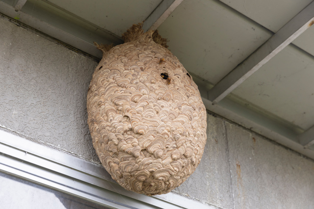 スズメバチの巣が家にできた人へのアンケート調査